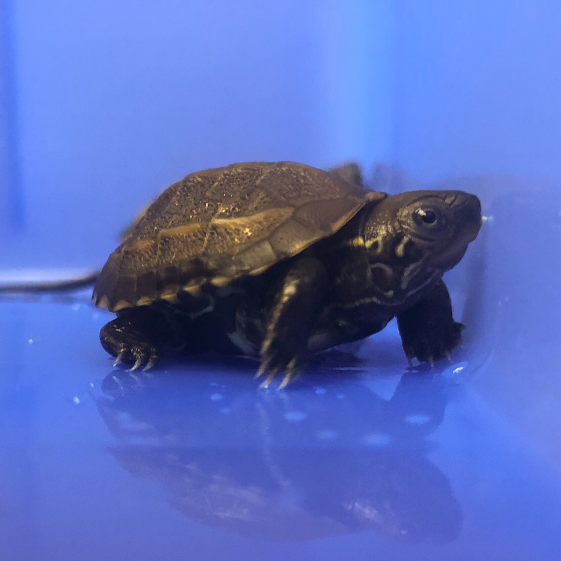 养龟日记-破壳六天的小乌龟还算活泼_人民号