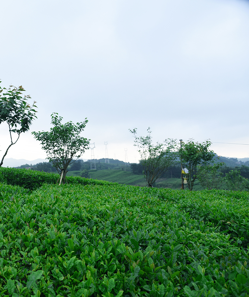 磐安高山云雾茶,生态茶园总面积9万亩全县共有生态茶园总面积9万亩