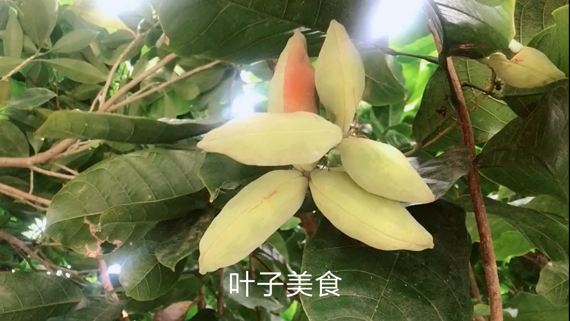 凤眼果,也叫九层皮,有的地方叫做六旺果,鸡冠果,米面翁.