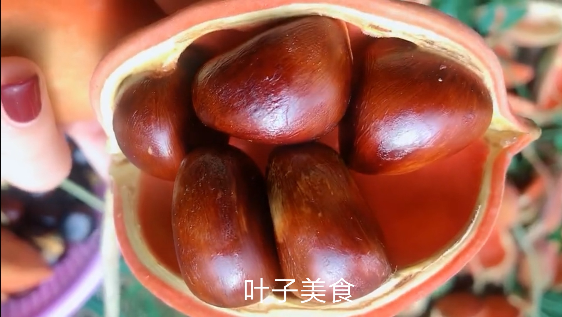 凤眼果,也叫九层皮,有的地方叫做六旺果,鸡冠果,米面翁.