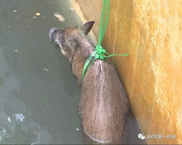 合肥一工廠突然躥出倆野豬!結果