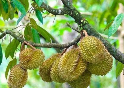 水果的奇葩生长,有火龙果和蔓越莓,还有榴莲为啥不砸人?