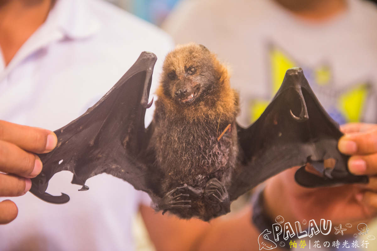 蝙蝠,在帕劳是居然是一样特色美食,你能接受么?