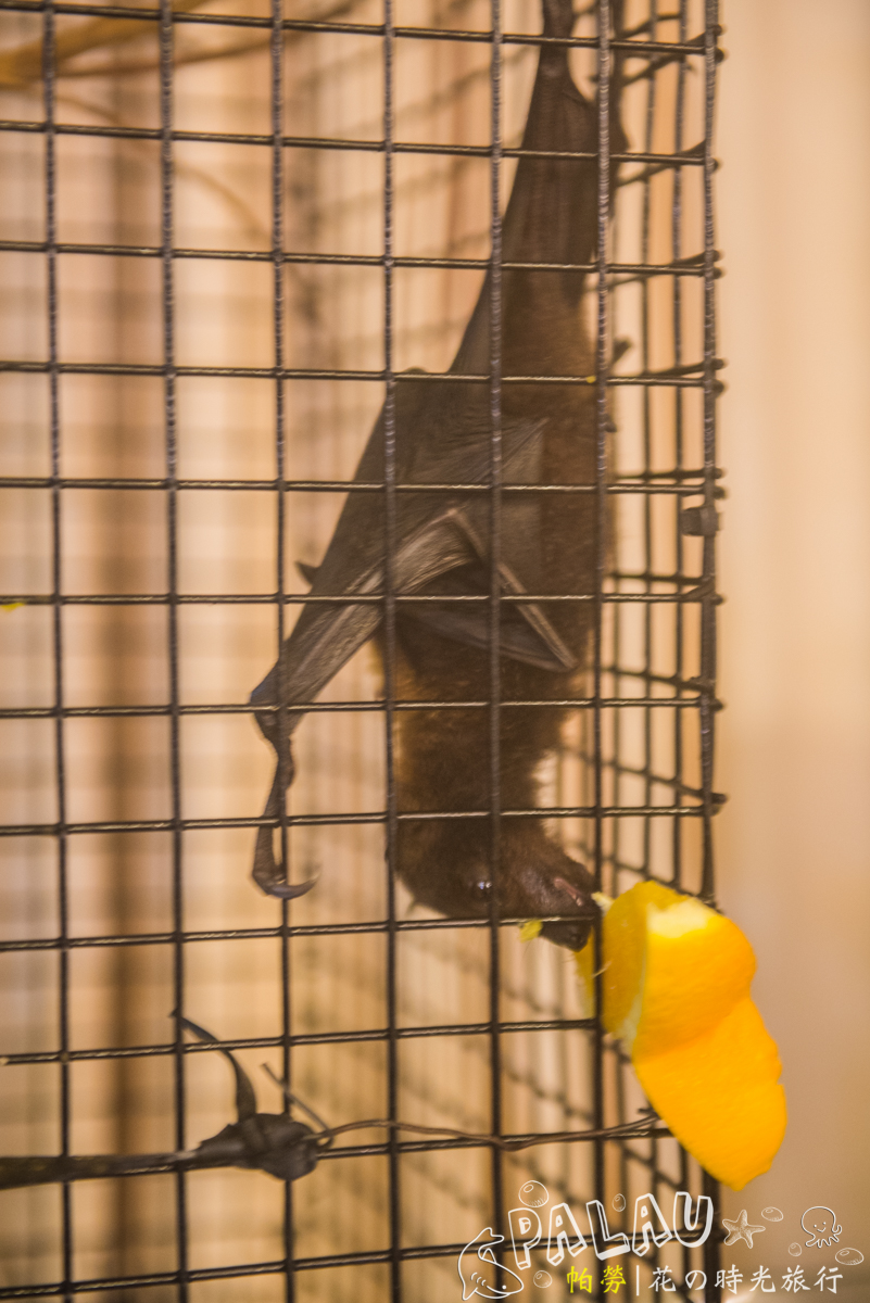 蝙蝠,在帕劳是居然是一样特色美食,你能接受么?