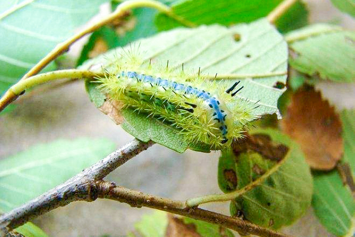 旅游时被洋辣子蜇了怎么办?千万别着急,"解药"就在它身上