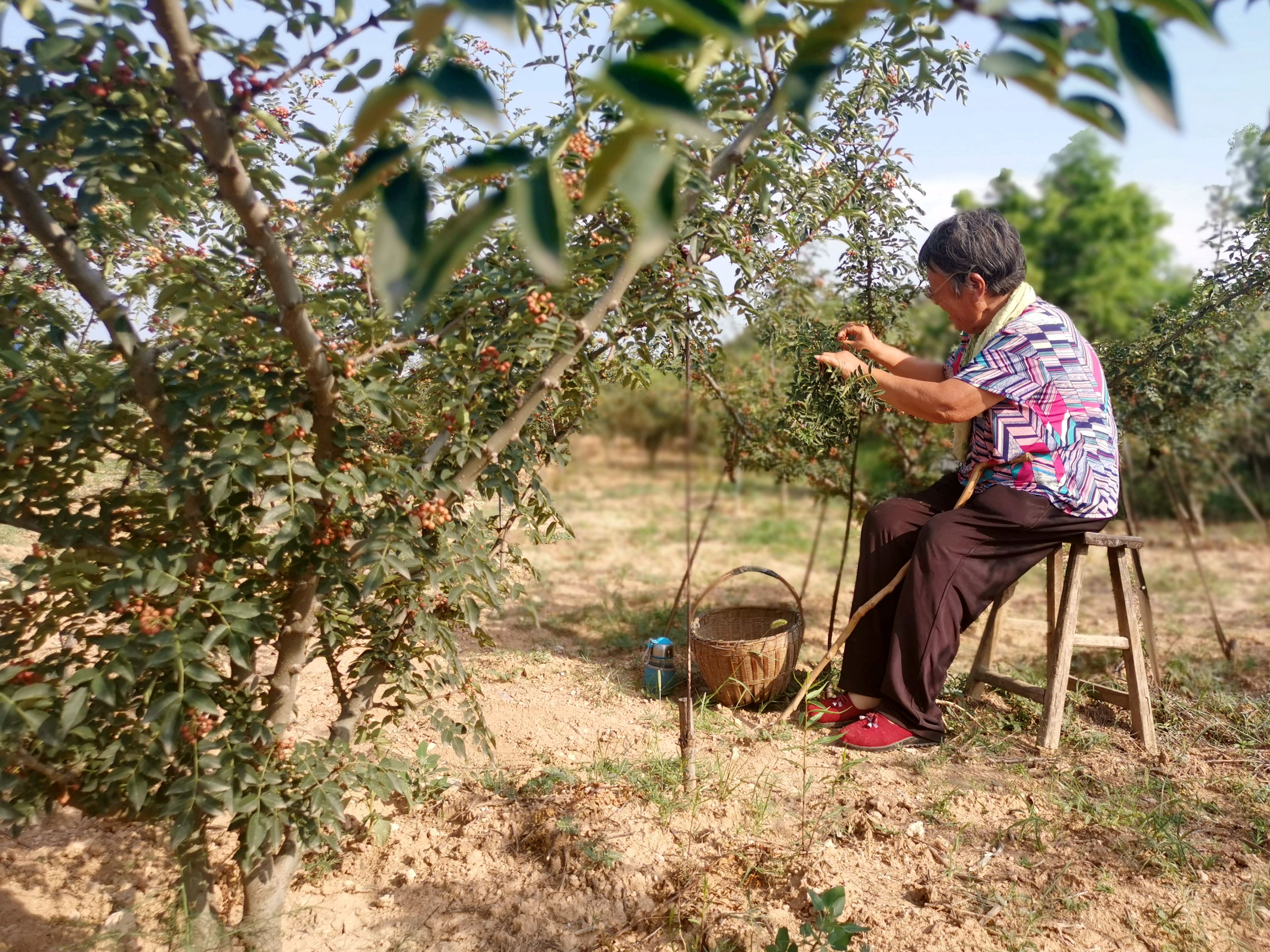 40多度高温天75岁老人坐在地里摘花椒让人心酸和无奈