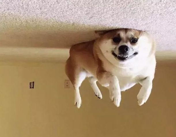 网友晒出狗狗被挂在天花板上的照片,可千万别给狗吹电风扇啊!