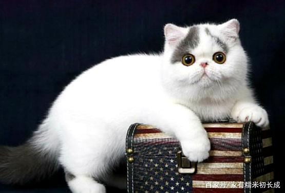 特别圆的异短猫