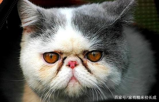 大脸盘子,扁鼻子,圆脑袋,身体圆,短毛版的波斯猫—异国短毛猫