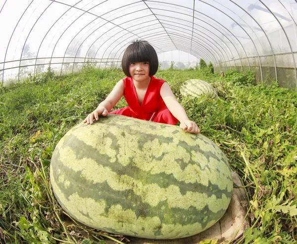 泗洪魏营:长出139斤西瓜王