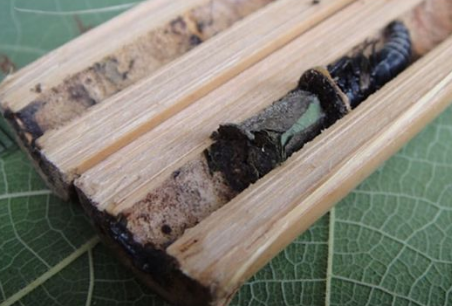 月季遭切叶蜂割的七零八碎的要怎么破三招教你佛系修理切叶蜂