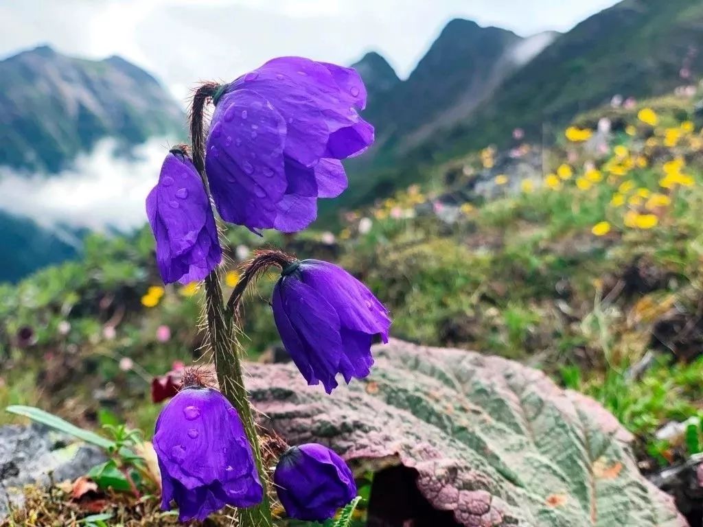 在迪庆高原有一种坚强与美丽叫绿绒蒿