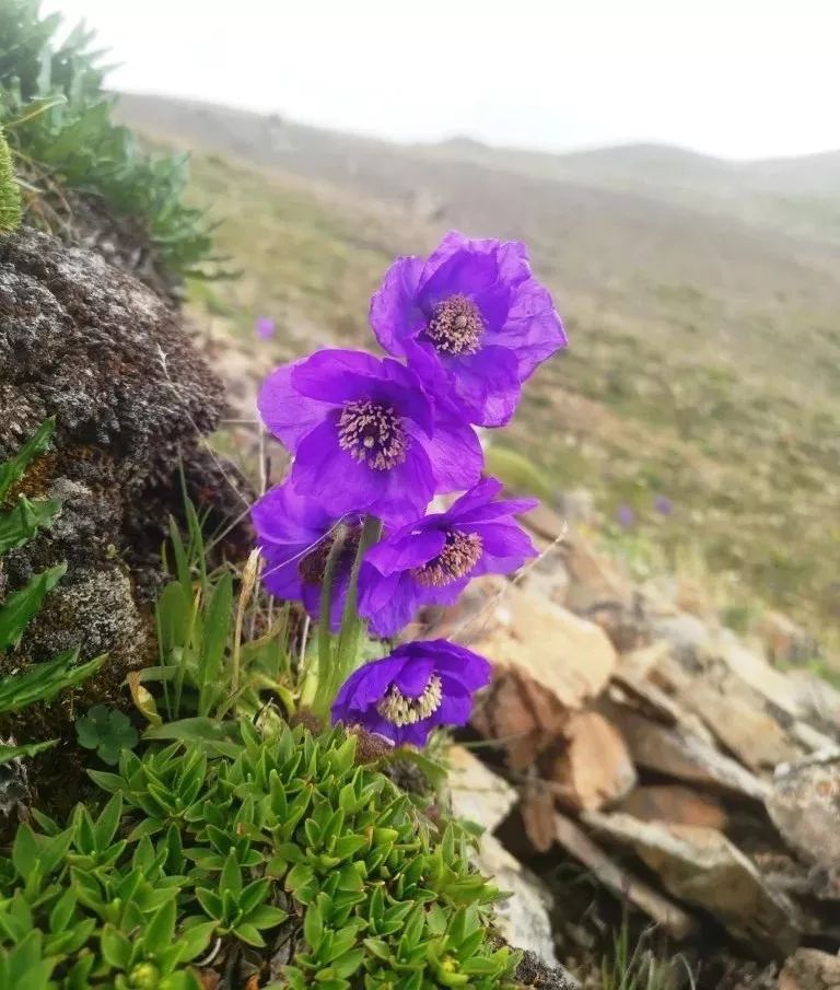 在迪庆高原有一种坚强与美丽叫绿绒蒿