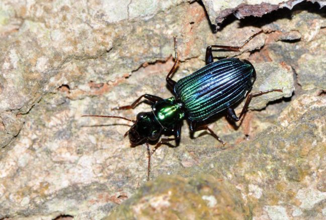 其中,最威武雄壮的甲虫家族也活跃起来啦,它们