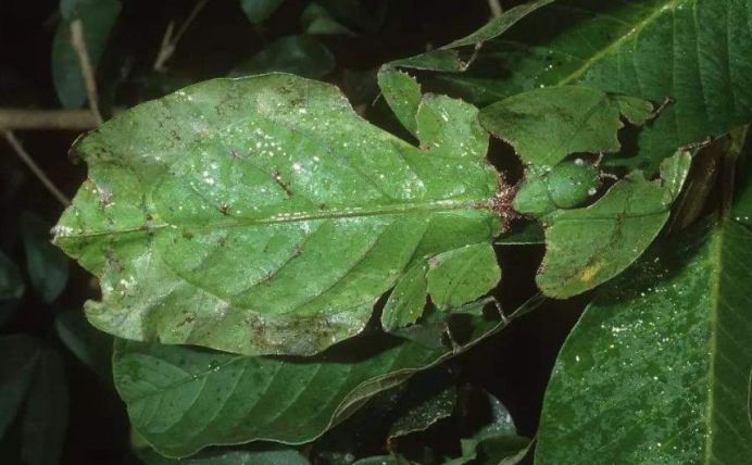 得益于这样的伪装,叶滫不易被天敌动物发现,能够很好地逃避侵害.