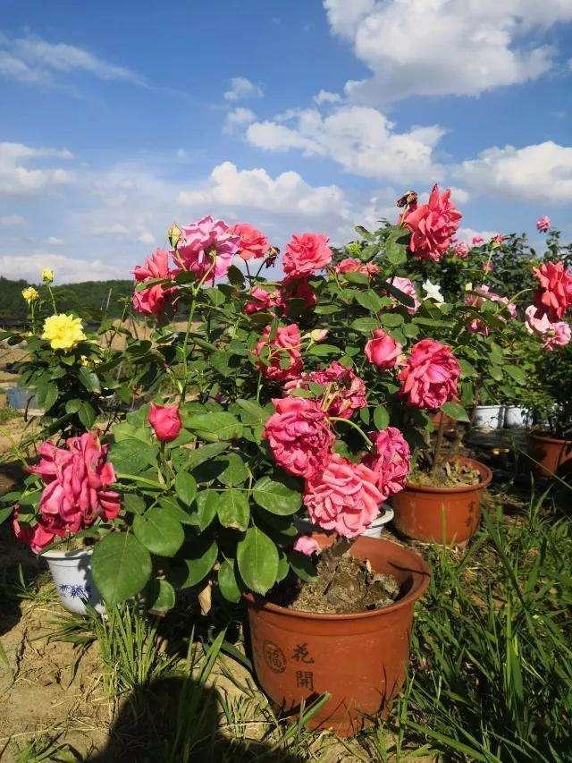 碰上月季花期,平日养护要格外上心,做好这几点盛夏月季开花不断