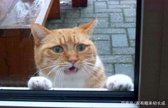 扒窗户的猫咪