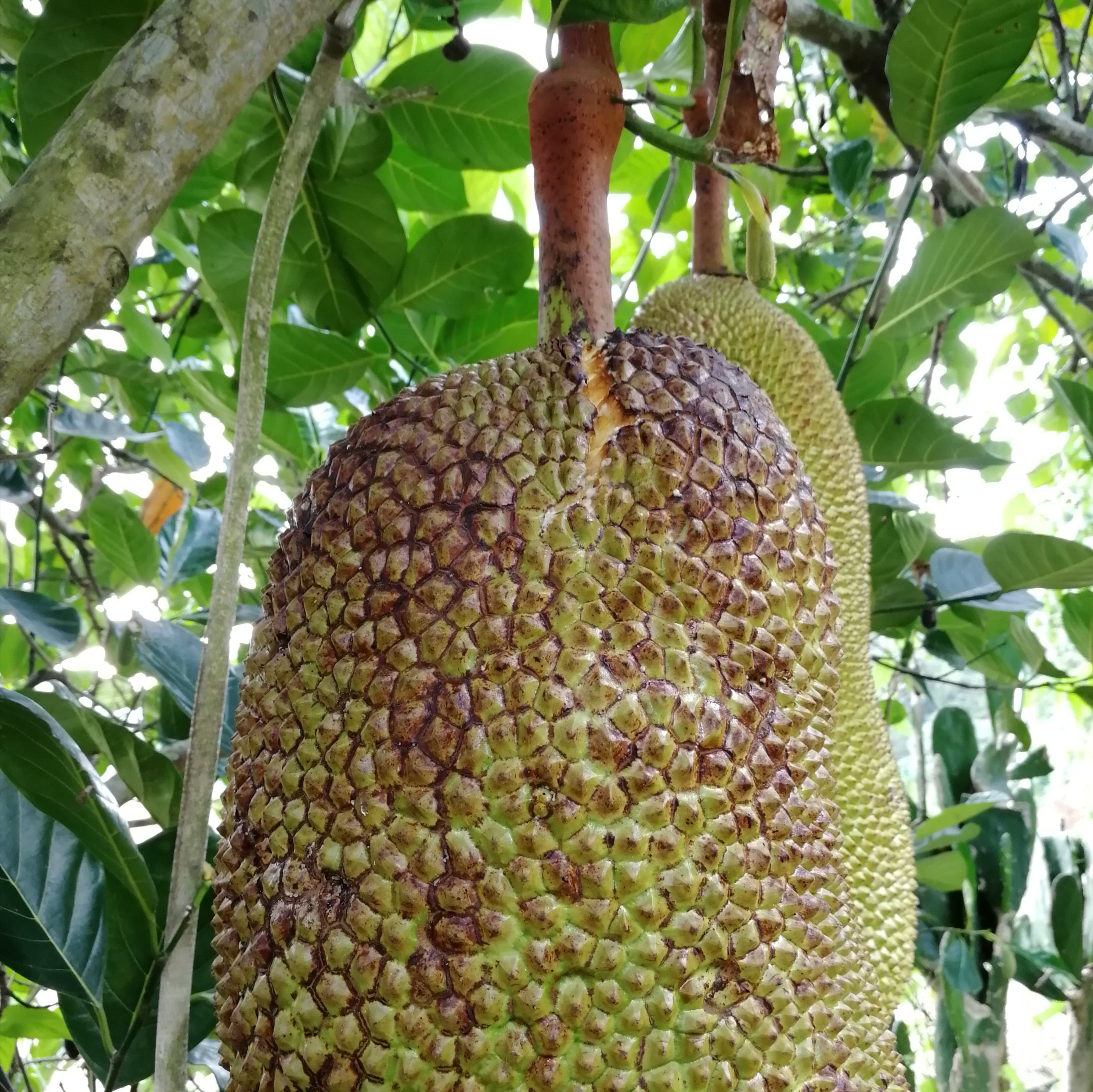 牢记这几个菠萝蜜主要品种的特点,让你种植更轻松效益更高