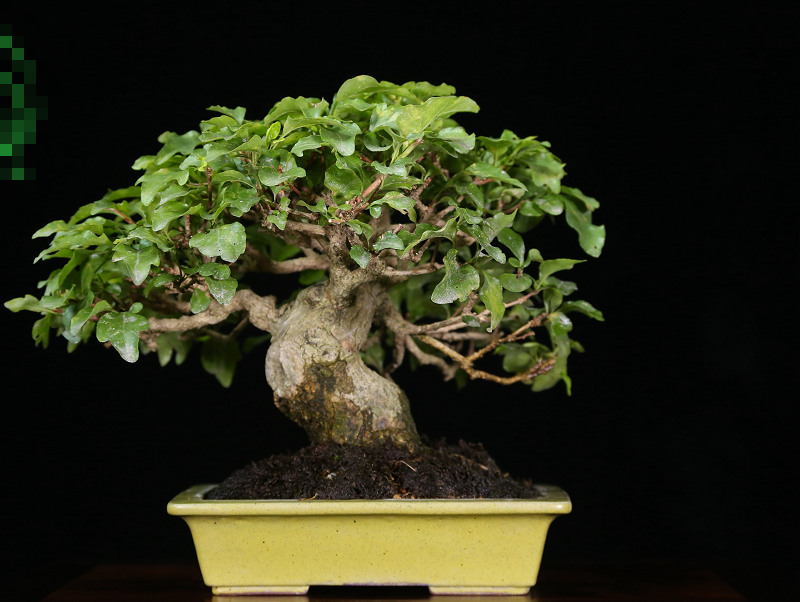 欣赏日本盆景作品把自然界的奇景都放到盆里美到挪不开眼睛