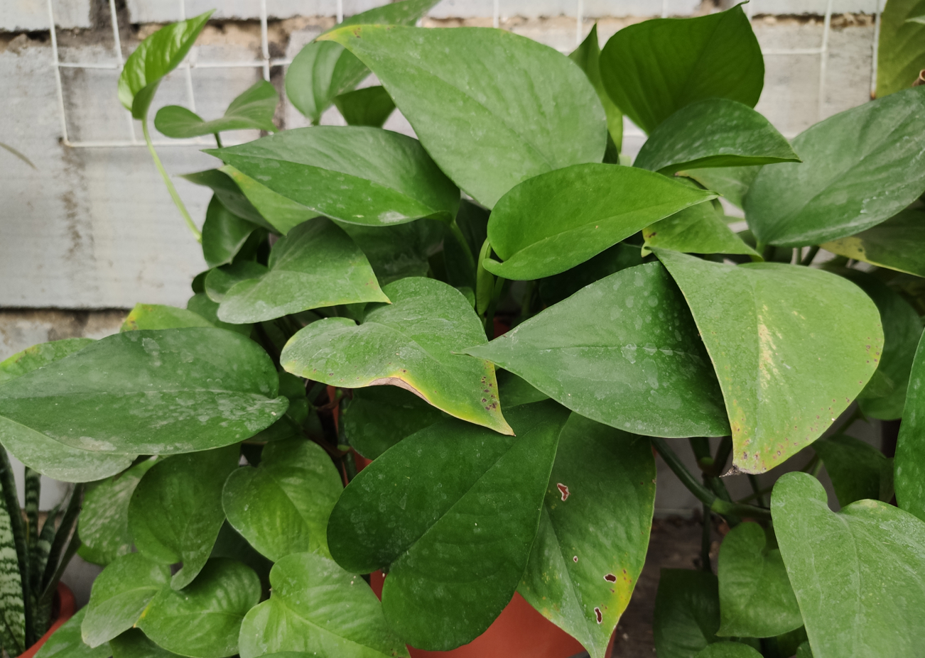 比较多了,养绿萝最容易出现的一种情况就是叶片发黄,其实造成绿萝叶片