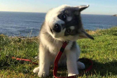 歪头看你,可不只是卖萌,带你读懂狗狗歪头杀的真正含义!