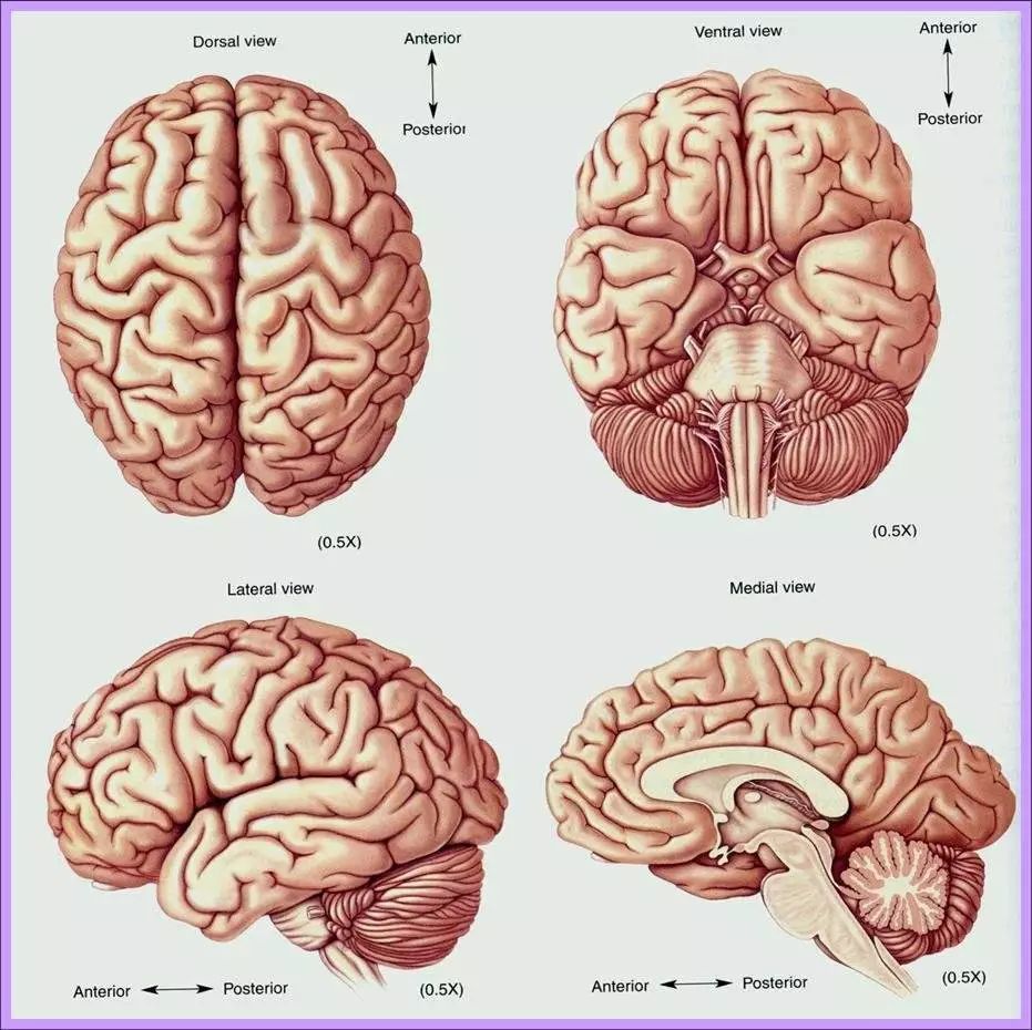 你的大脑可以一半睡觉一半清醒吗比如一边睡觉一边做物理题