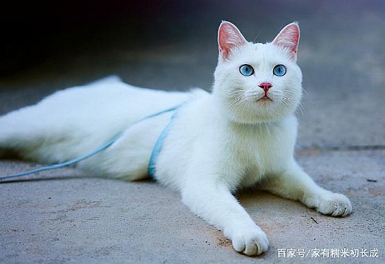 在户外的蓝眼白猫
