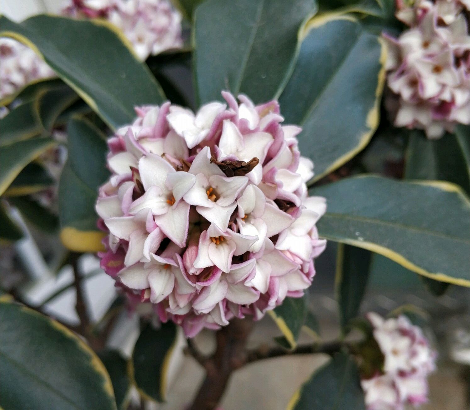 瑞香花怎么养家庭养法(瑞香花怎么养家庭养法视频)