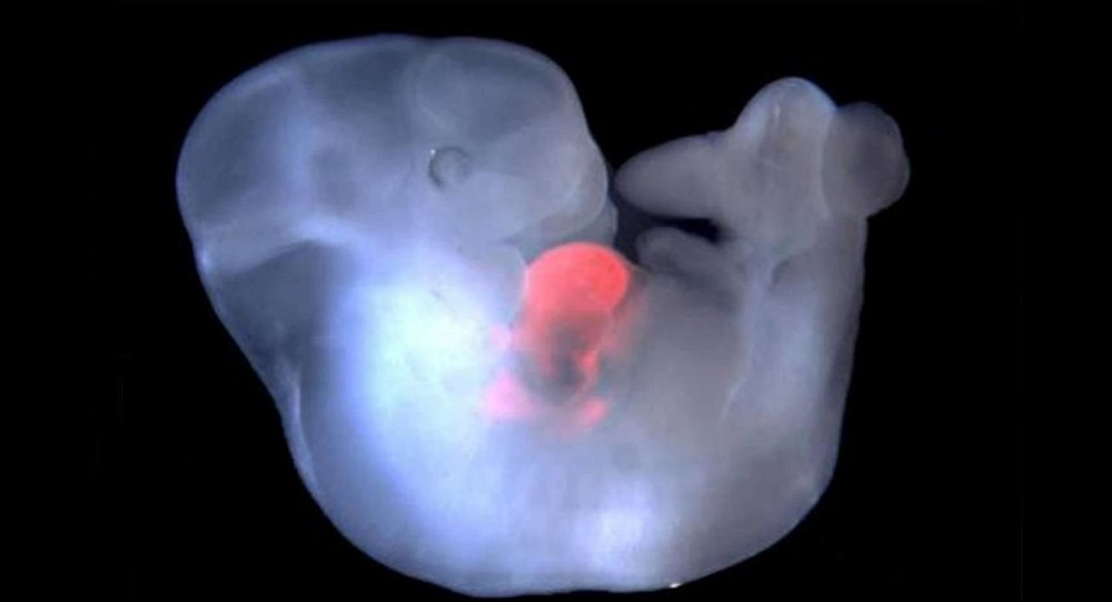 怪胎来袭外国生物学家在中国竟然制造出人兽胚胎