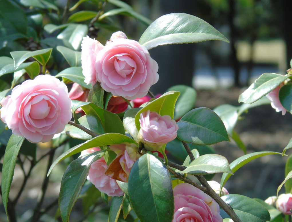 夏天买茶花,带着板结的红土,能洗根换土吗?不建议这样做