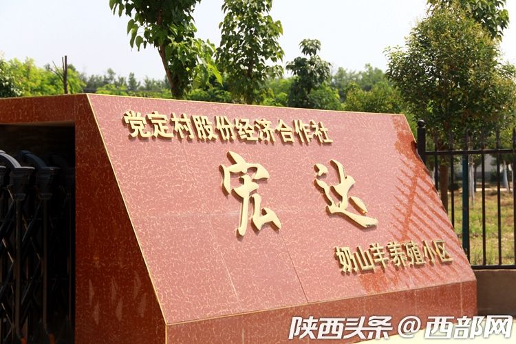 农民养羊进"小区" 蒲城苏坊镇奶山羊产业有了新模式