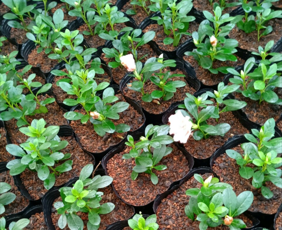 杜鹃花夏季扦插技巧保湿有妙招套个塑料盖根系蹭蹭冒