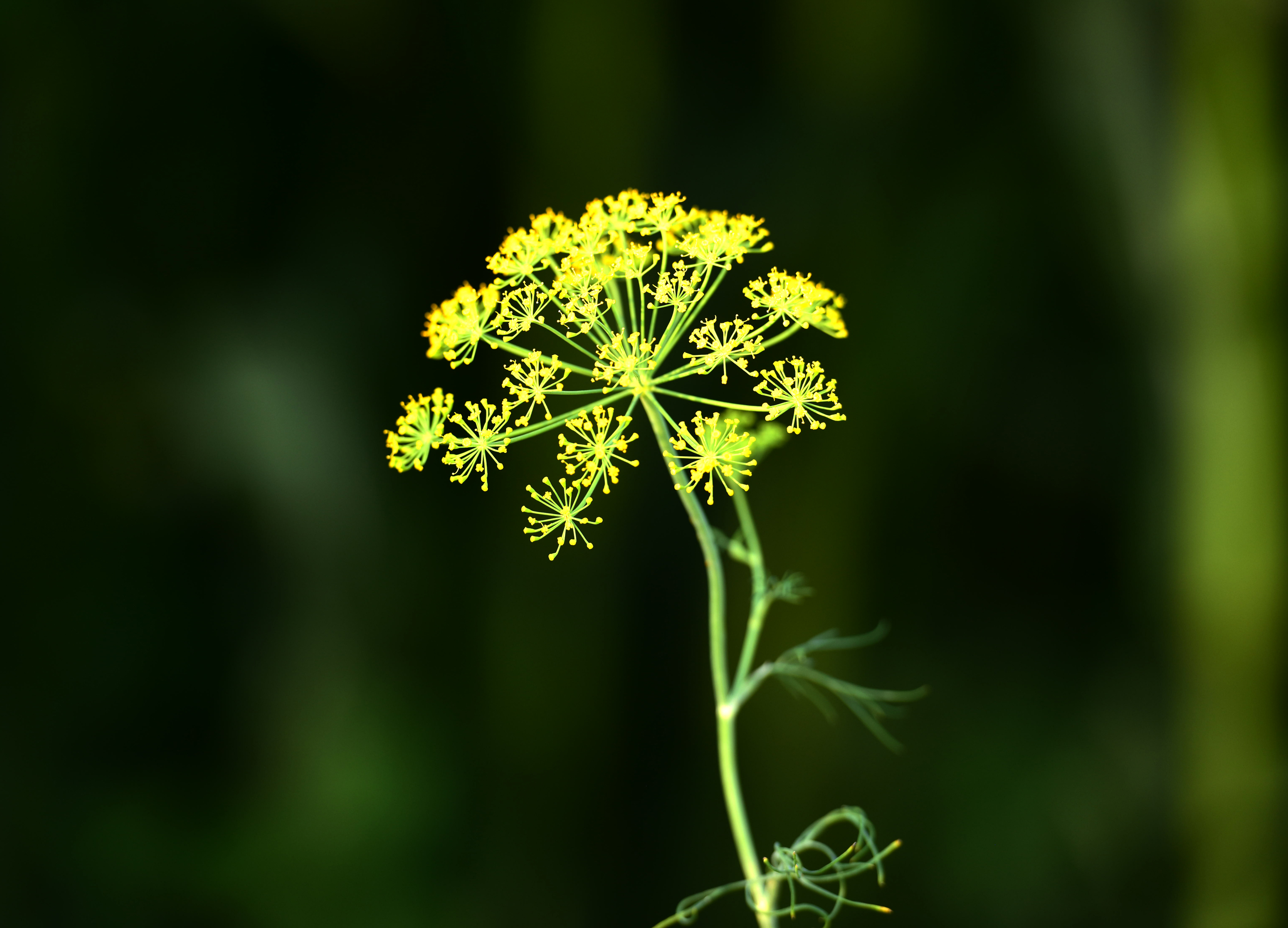 茴香花开吉林榆树