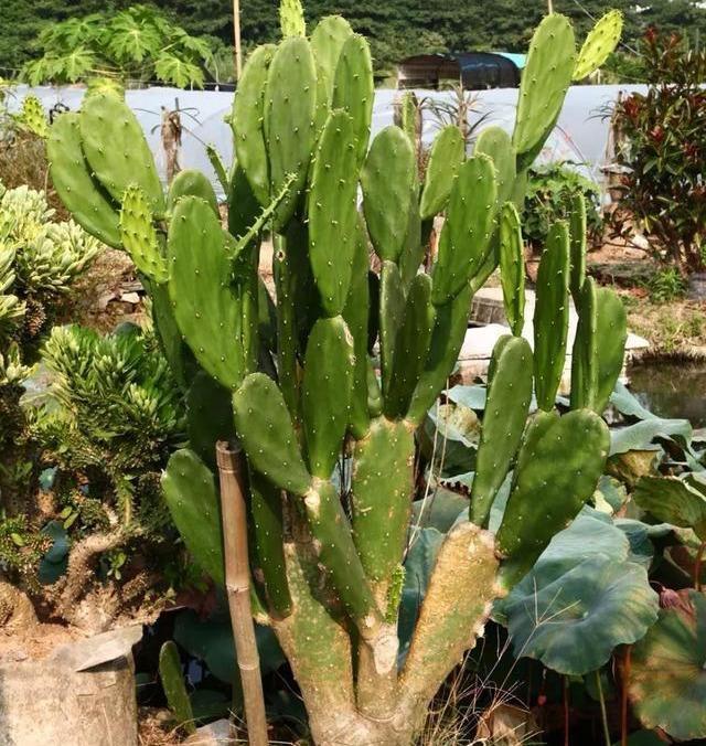 植物界最好養的綠植,仙人掌排名第一,一個月不澆水都沒事