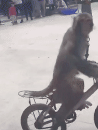 猴子骑自行车盯着美女看结果直接撞树上网友肯定是公猴
