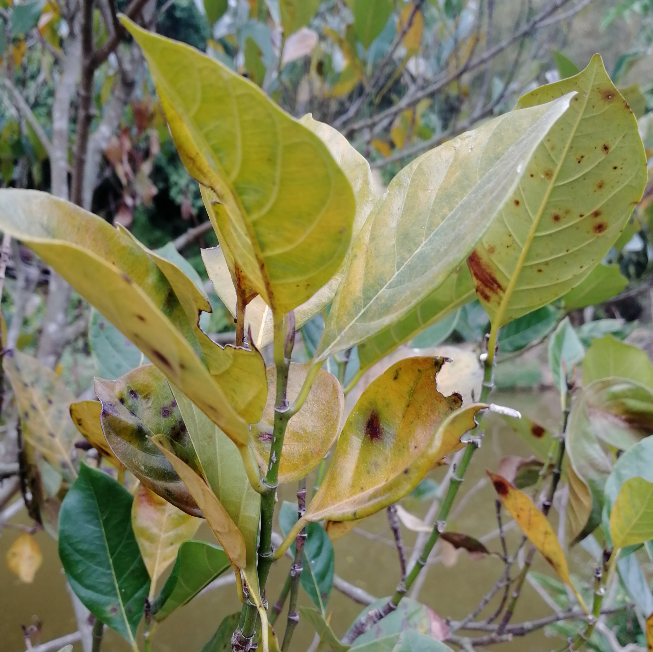 种植菠萝蜜需要注意什么品种的选择是重中之重你知道吗