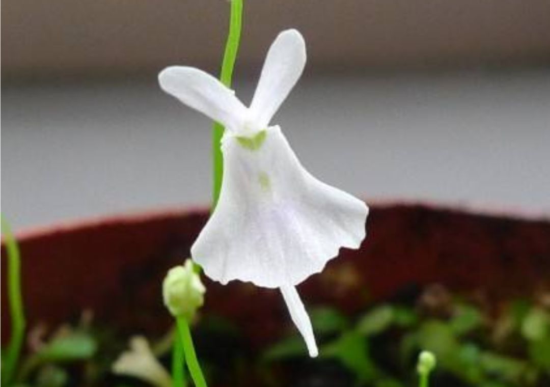 但是陆生的狸藻需要附生在苔藓或者泥炭的表面,以保持湿润.