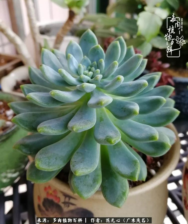 多肉与诗词看到美好的诗句总能联想到多肉