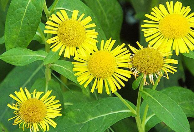 14,旋复花:也是中草药哦,像野菊花,又名驴儿草,百叶草,小时候经常把它