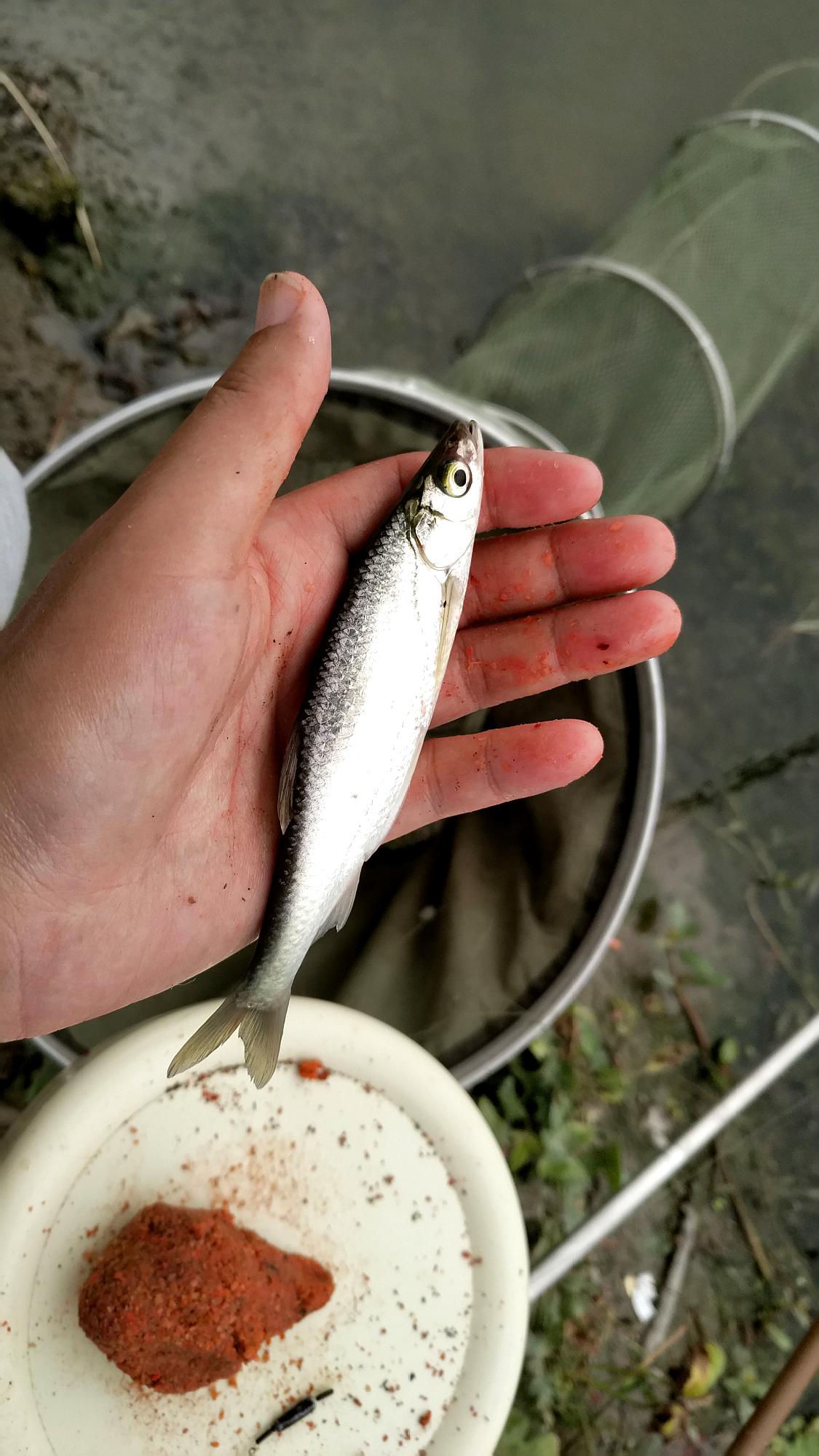 为什么夏天抽白条空竿率高得吓人原因你看看是不是这样