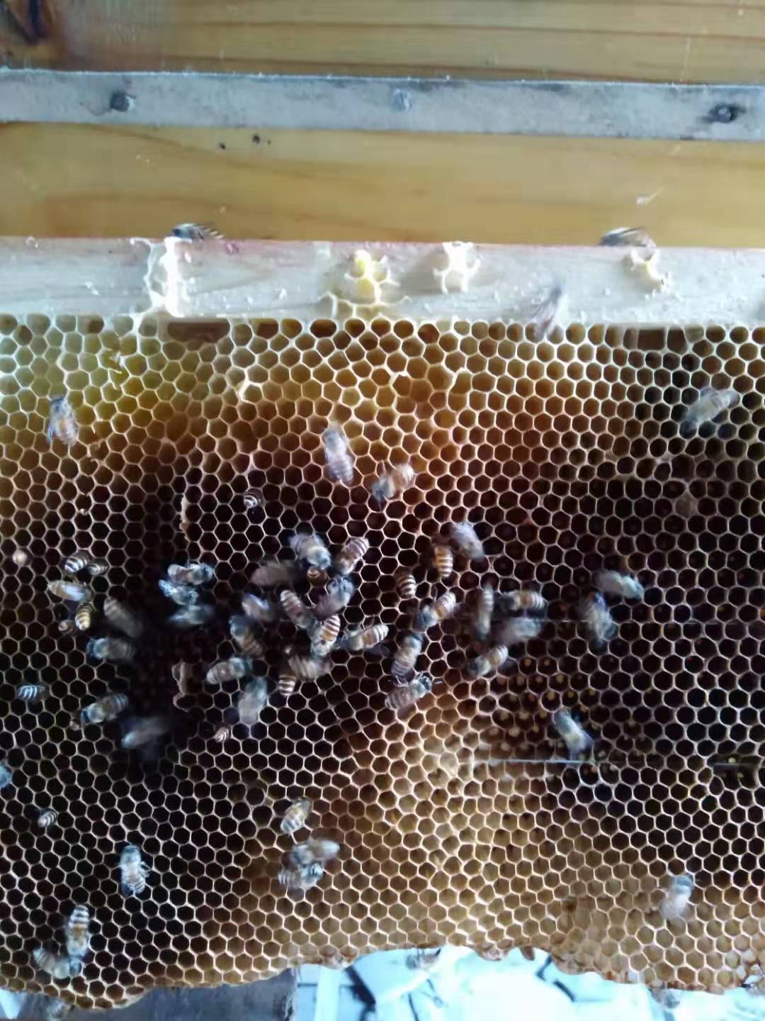 中蜂两大疾病烂子病和巢虫老蜂农只需两招全部解决