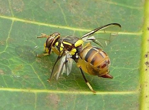 教你正确认识果实蝇!