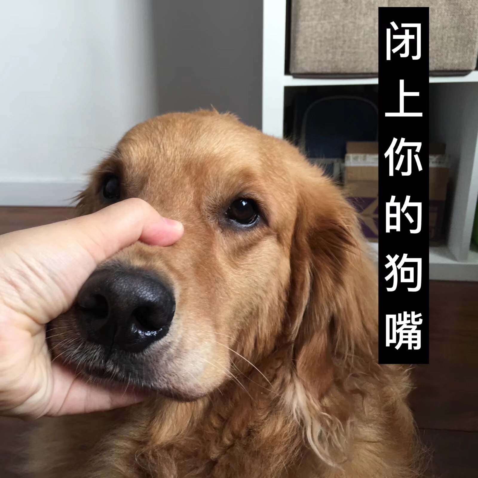 不是说建国后不许成精吗,这迟到了要我怎么跟领导解释狗:吵屎了,不要