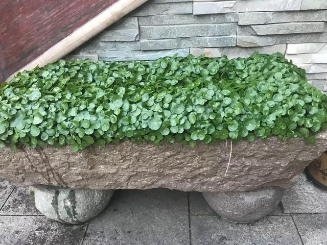 用爷爷的牛槽养了几棵铜钱草两个月没回家没想到长满了