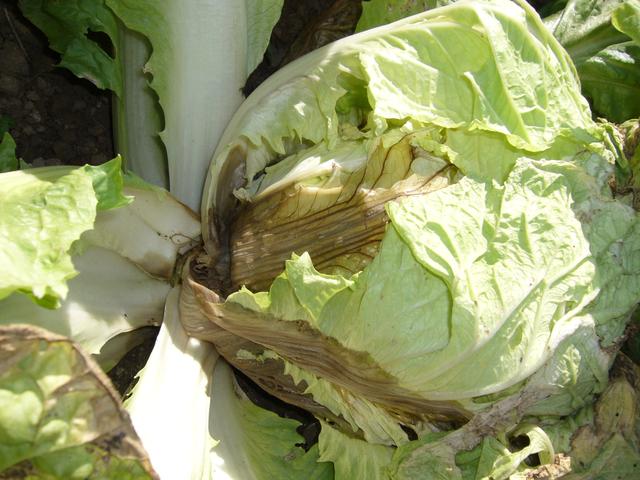 大白菜软腐病潜伏期长发病重单一方法防不住综合防治才有效