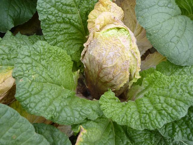 大白菜软腐病潜伏期长发病重单一方法防不住综合防治才有效