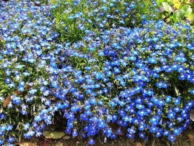 滿地都是小藍花原來是山上的小野花現在都挖回家養在家裡