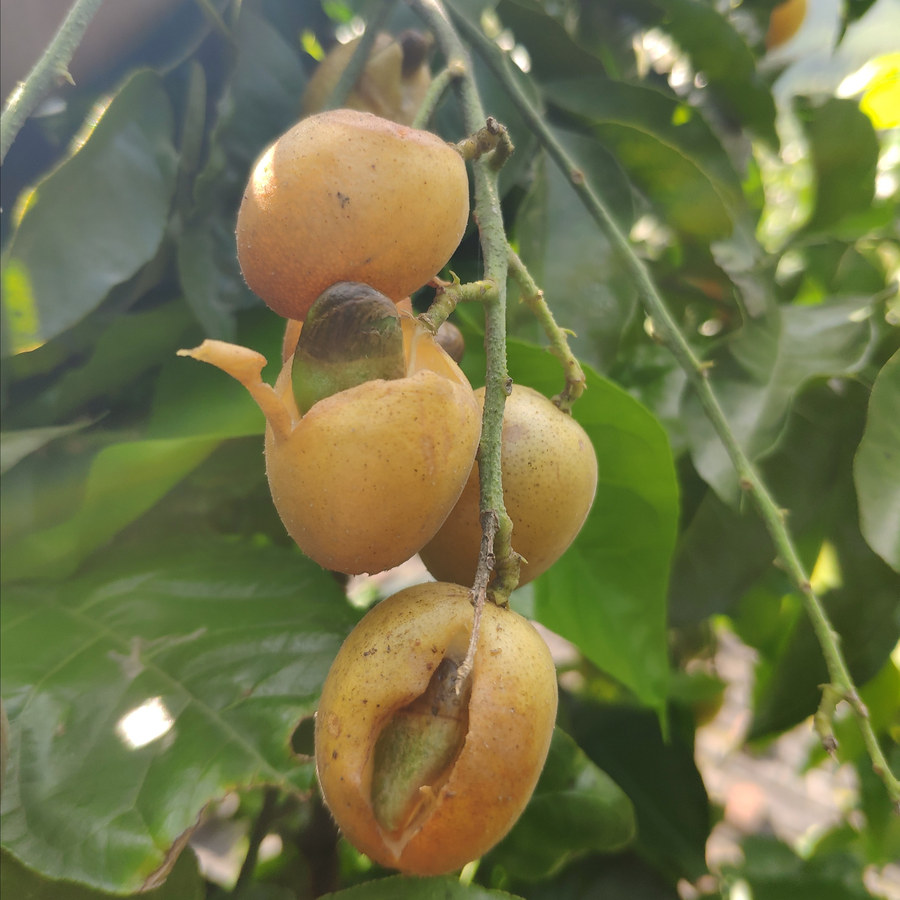 黄皮果裂果的难题是什么?这几点操作是关键