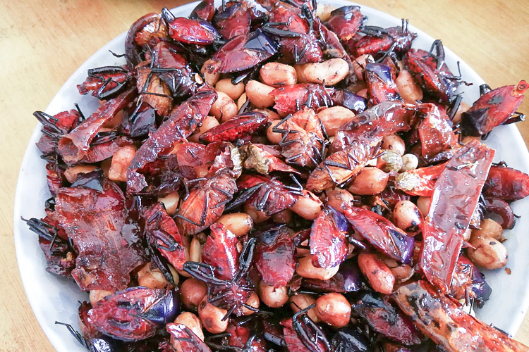 俗称九香虫过去见到就踩死如今500一斤市面上买不到