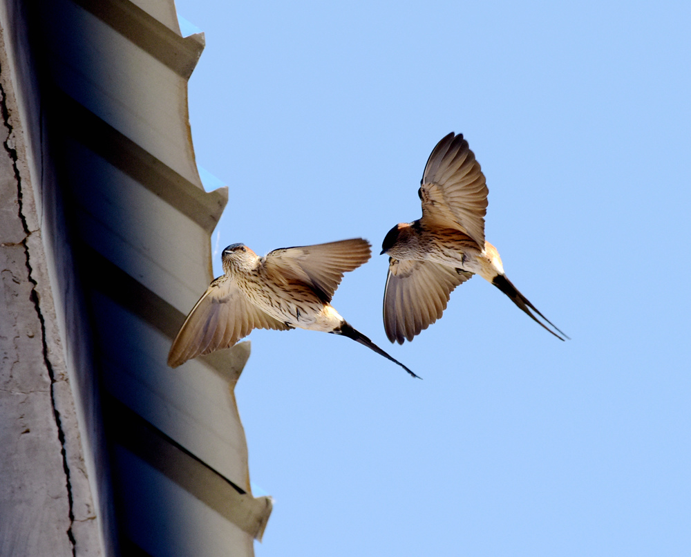 燕子双双戏檐前